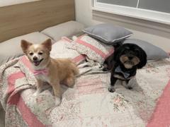 NHV Natural Pet Coco Furcare for Dogs Review