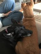 NHV Natural Pet Coco Furcare for Dogs Review