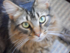 NHV Natural Pet FREE 15-MINUTE ONLINE VIDEO CHAT Review