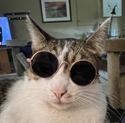 Meowingtons  Kitty Hippie Sunglasses Review