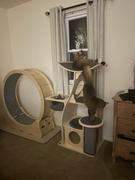 Meowingtons  Jungle Gym Cat Tree 2.0 Review