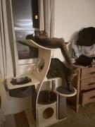 Meowingtons  Jungle Gym Cat Tree 2.0 Review