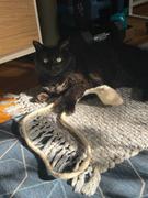 Meowingtons Organic Wool Ghostly Halloween Cat Toy Review