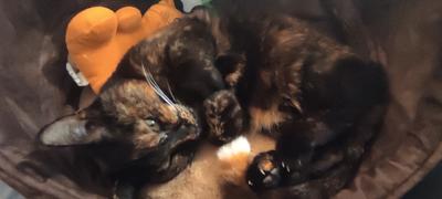 petslovescruffs Kensington Cat Bed - Chocolate Review