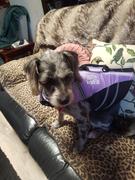 Freak Sports Australia Water Woofer DFD Dog Life Jacket Lilac Review