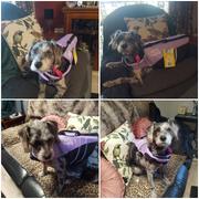 Freak Sports Australia Water Woofer DFD Dog Life Jacket Blue Review