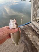 Freak Sports Australia MMD Soft Prawn Lure Review