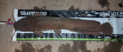 Freak Sports Australia Chasebaits Curly Vibe Review