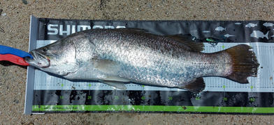 Freak Sports Australia Chasebaits Curly Vibe Review