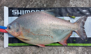 Freak Sports Australia Chasebaits Curly Vibe Review