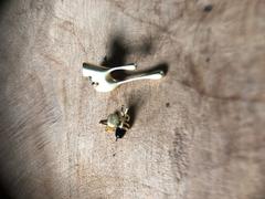 ANN VOYAGE Surrey Asymmetrical Earrings Review