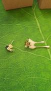 ANN VOYAGE Surrey Asymmetrical Earrings Review