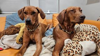 Sexy Beast Dog Collars Latigo Leather Snap/Tag Combo Collar Review