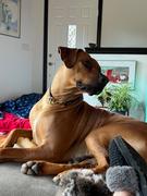 Sexy Beast Dog Collars Latigo Leather Snap/Tag Combo Collar Review