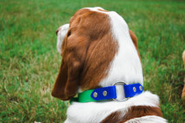 Sexy Beast Dog Collars Collar width Review