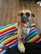 Sexy Beast Dog Collars Lakeside 1 Limited Slip Martingale Collar For Fi GPS Trackers Review