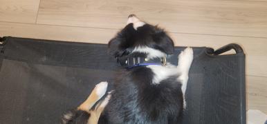 Sexy Beast Dog Collars Durango 1 Buckle Collar for Fi GPS Trackers Review