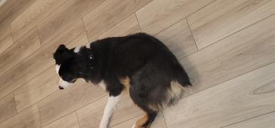 Sexy Beast Dog Collars Durango 1 Buckle Collar for Fi GPS Trackers Review