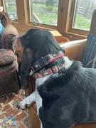 Sexy Beast Dog Collars Durango 3/4 Buckle Collar for Fi GPS Trackers Review