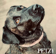 Petzy - Premium Personalised Pet Accessories Luxe Light Pink - Premium Personalised Pet Collar (Silver) Review