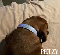 Petzy - Premium Personalised Pet Accessories Luxe Light Blue - Premium Personalised Pet Collar (Silver) Review