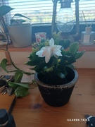 Saaren Taika Shop Huonetuoksu Meri, raikas puhtaan tuoksu, n. 6-12kk Review