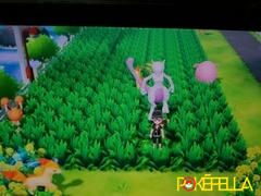 Pokéfella Professor's Mewtwo • OT: はかせ • ID No. 980718 • Japan 2019 Event Review