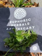 Euphoric Herbals Recycled Cotton Tote Bag Review