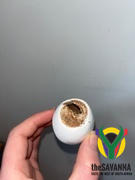 The Savanna Beacon Easter Eggs Hens Eggs 6s Review