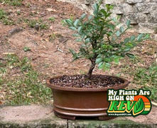 Organic Rev Organic REV 3-Pack – Save 20% on 96oz Plant Growth Enhancer Review