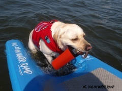 Dog on Water Ramp Dog On Water Ramp Review