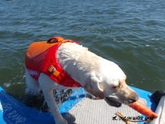 Dog on Water Ramp Dog On Water Ramp Review