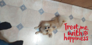 Happypet Mini Meaty Tendons 442g - Venison Dog Treats Review