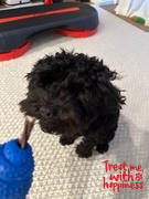 Happypet Venison Straps 125g - Meaty Dog Chew Review