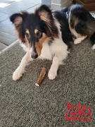 Happypet Medium Deer Antler - Dog Treat/Chew Review