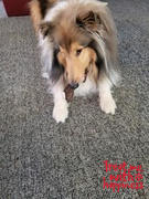 Happypet Medium Deer Antler - Dog Treat/Chew Review