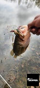 Hey Skipper Official Store Squidy Bits Tentacles -- Salted Squid -- Fishing Bait Review