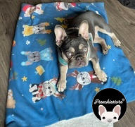 Frenchiestore Frenchie Blanket |  French Bulldogs and stars on Aqua Review