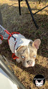 Frenchiestore Frenchiestore Organic Dog hoodie | Buffalo Plaid Review
