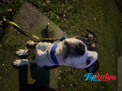 Topkutya.hu Erős kutya nyakörv, El Perro INSIDE, 4 cm Review