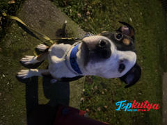 Topkutya.hu Erős kutya nyakörv, El Perro INSIDE, 4 cm Review