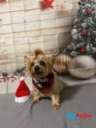 Topkutya.hu Aniflexi HA Mini - ízületvédelem mini méretű kutyáknak Review