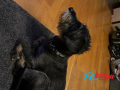 Topkutya.hu 2.5 cm széles terepszínű El Perro nyakörv Review