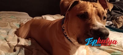 Topkutya.hu Fényvisszaverős nyakörv, El Perro, erős, 4 cm széles Review
