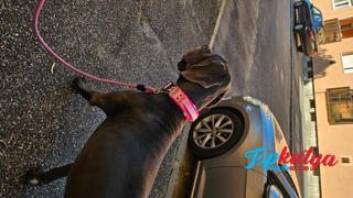 Topkutya.hu El Perro Extreme, Cobra csatos fogós bélelt nyakörv Review