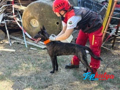 Topkutya.hu El Perro Extreme, Cobra csatos bélelt nyakörv, 4 cm Review
