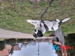 Topkutya.hu Vastag, erős kötélpóráz kutyáknak, El Perro EXTREME, 180 cm Review