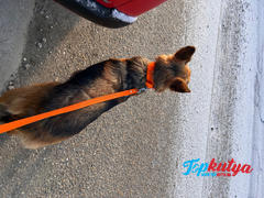 Topkutya.hu Erős kutya nyakörv, El Perro, 4 cm széles TRIPLE Review