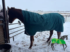 Performance Horse Blankets Amigo Bravo 12 Wug Turnout Blanket (250g Medium) Review