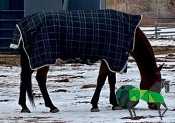 Performance Horse Blankets Rhino Wug Vari-Layer Turnout Blanket (250g Medium) Review